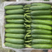 【好货】黄瓜寿光精品小黄瓜一手货源常年供应市场