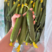【好货】黄瓜寿光精品小黄瓜一手货源常年供应市场