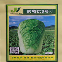 京域抗3号白菜种子高产晚熟大白菜种子口感佳外叶深绿