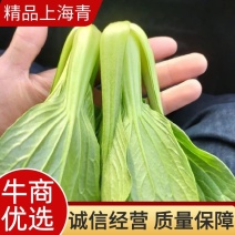 产地一手货源直发精品大棚小颗油菜上海青保证质量