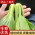 产地一手货源直发精品大棚小颗油菜上海青保证质量