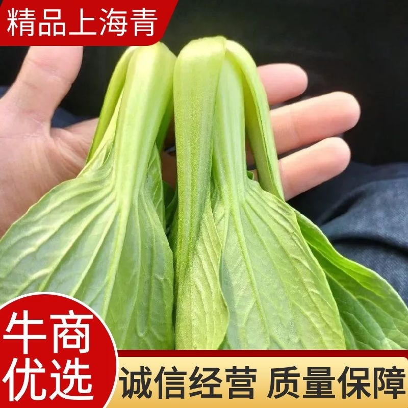 产地一手货源直发精品大棚小颗油菜上海青保证质量