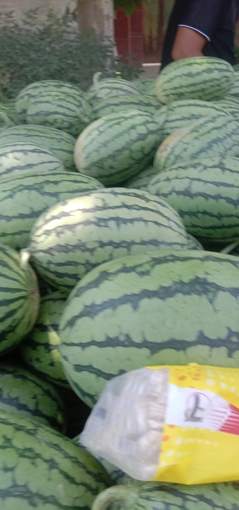 精品西瓜，甜王西瓜一手货源视频看货诚信经营品质保证