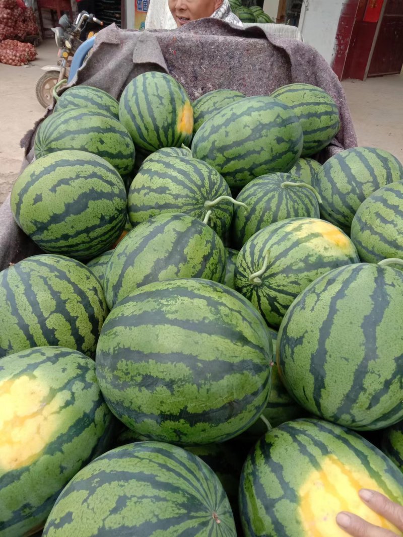 精品西瓜，甜王西瓜一手货源视频看货诚信经营品质保证