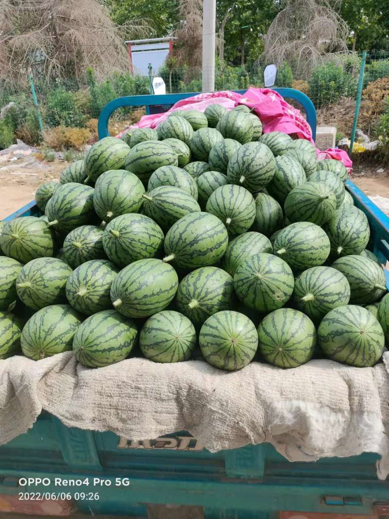 精品西瓜，全美2k西瓜，一手货源视频看货诚信经营品质