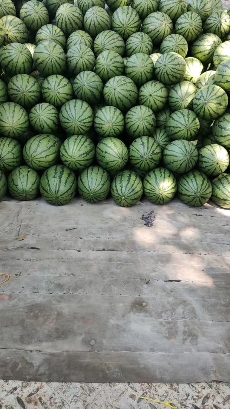 精品西瓜，全美2k西瓜，一手货源视频看货诚信经营品质