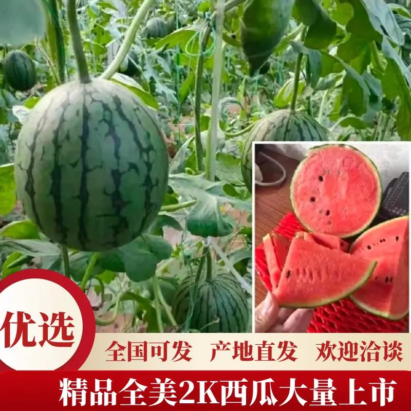 精品西瓜，全美2k西瓜，一手货源视频看货诚信经营品质