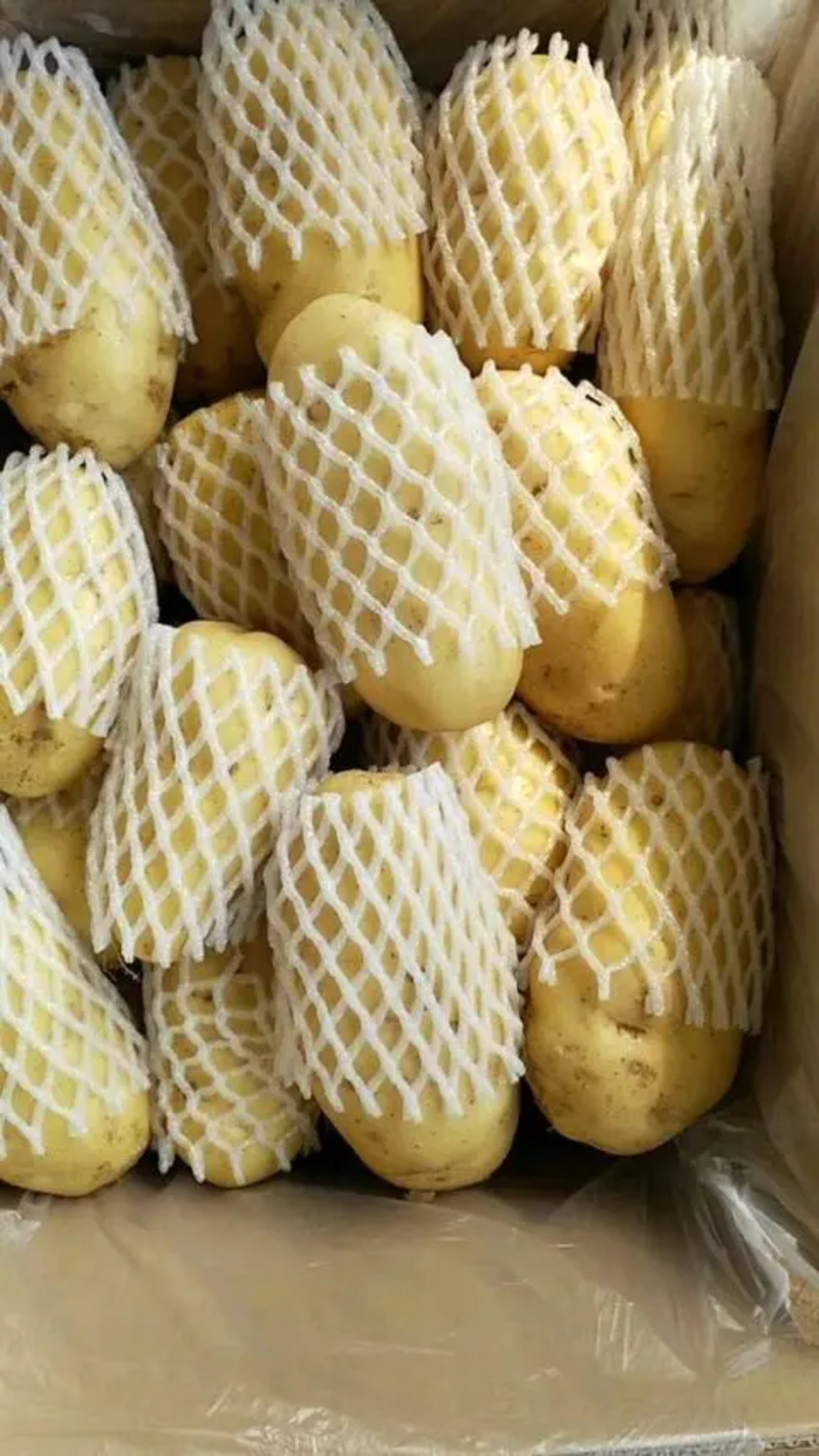 河南开封荷兰十五土豆产地直发一手货源品质保证