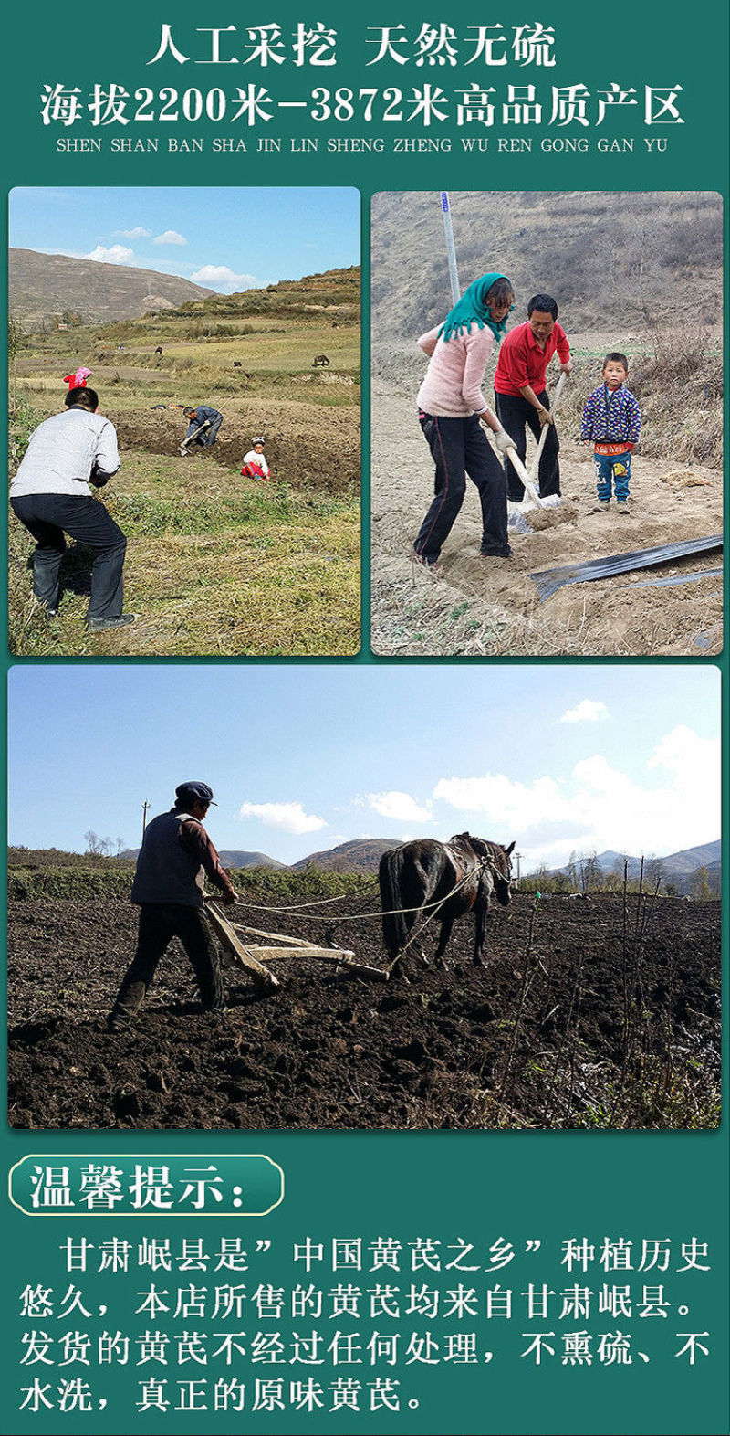 【野生大黄芪片】甘肃岷县原产地特级新货无硫北茋茶500g