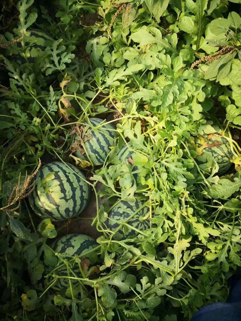 美都西瓜原生苗头茬瓜，产地直销，品质保障。视频看货选货