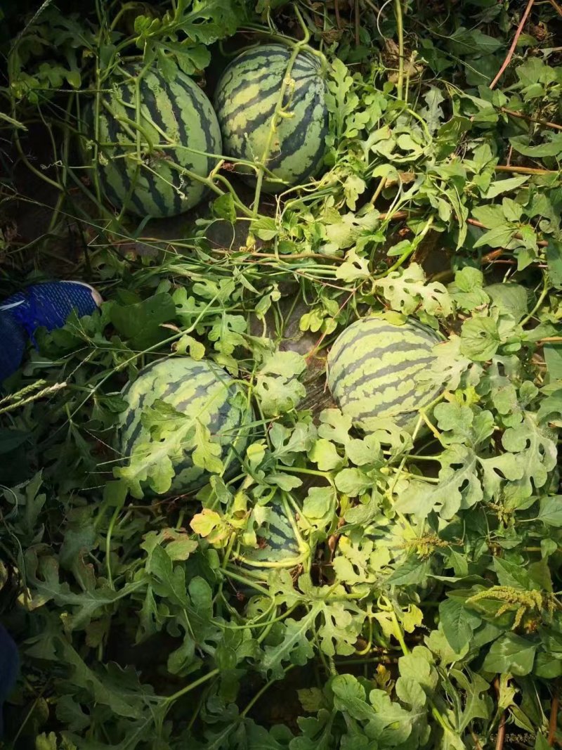美都西瓜原生苗头茬瓜，产地直销，品质保障。视频看货选货