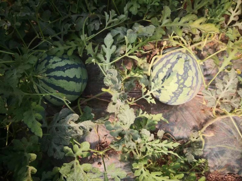 美都西瓜原生苗头茬瓜，产地直销，品质保障。视频看货选货