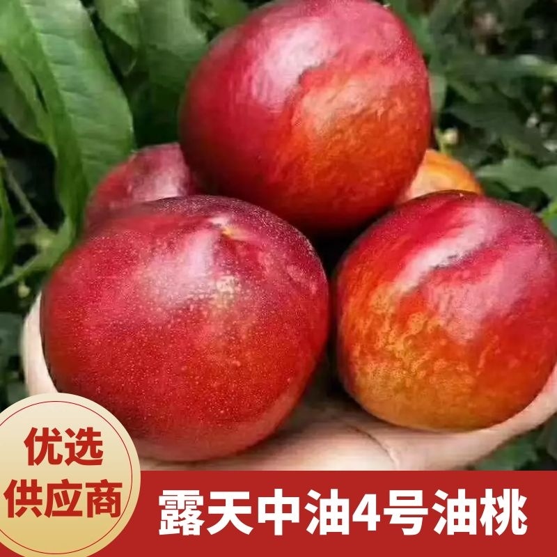 油桃陆地油桃中油油桃中油4号品种全代发全国