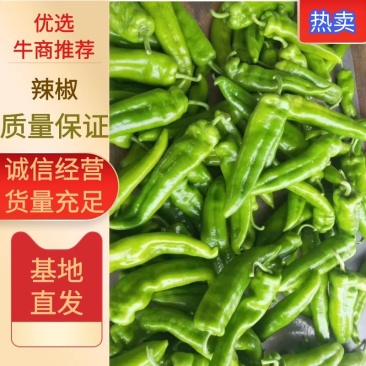 精品辣椒，牛椒，螺丝椒一手货源视频看货品质保证