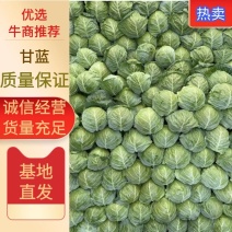 精品甘蓝，一手货源视频看货品质保证以质论价