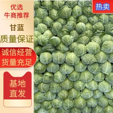 精品甘蓝，一手货源视频看货品质保证以质论价