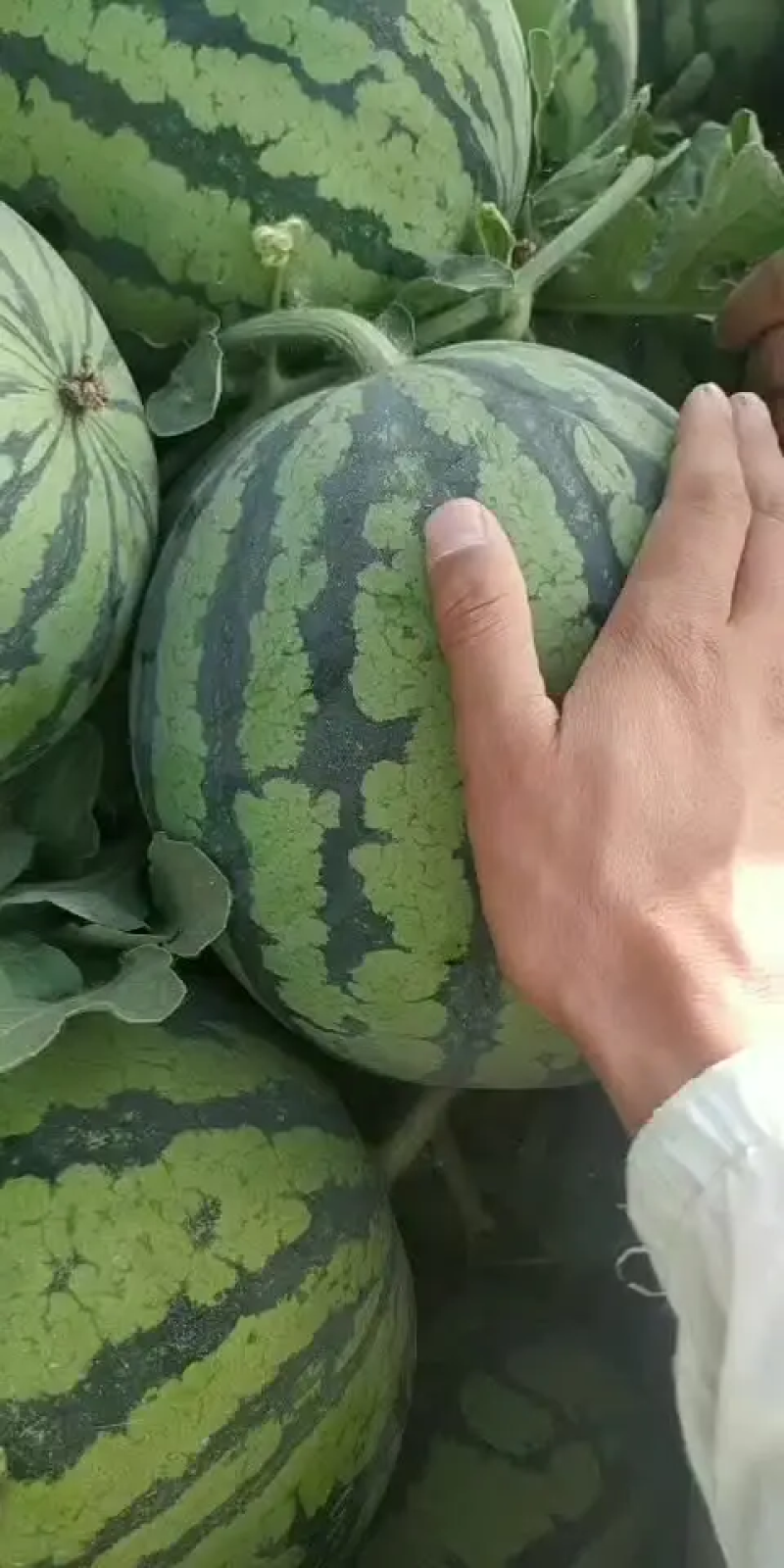美都西瓜夏邑县大棚美都西瓜农户一手货源产地发货质量保证