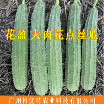 花盈大花点杂交丝瓜种子35-40cm头尾均匀