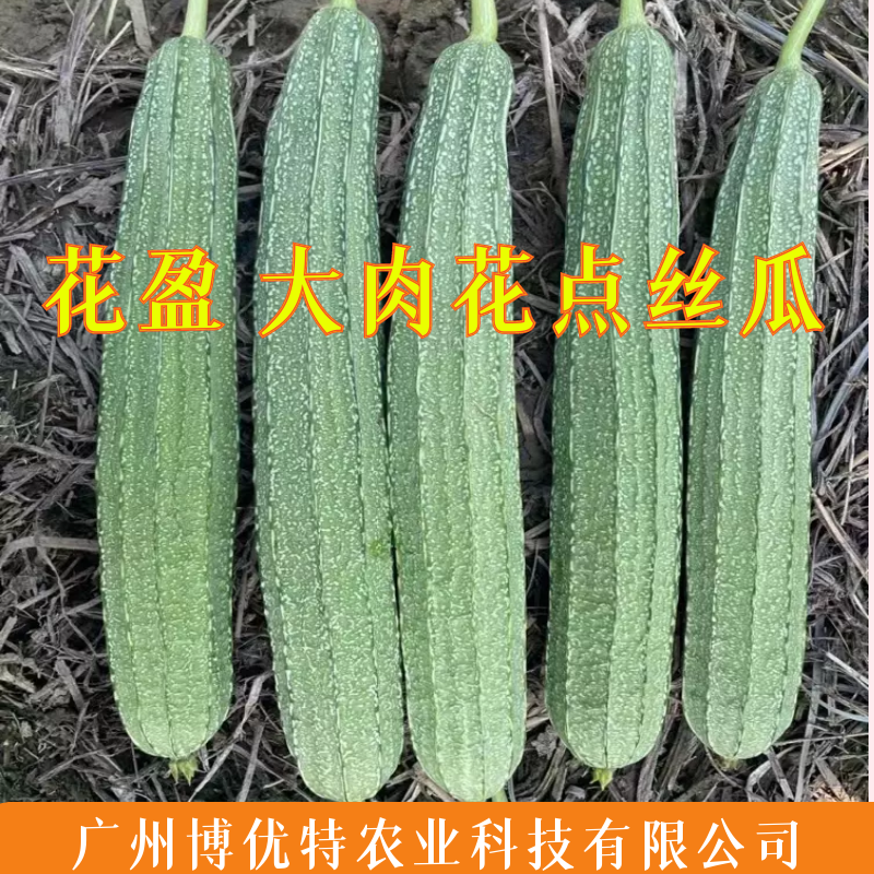 花盈大花点杂交丝瓜种子35-40cm头尾均匀