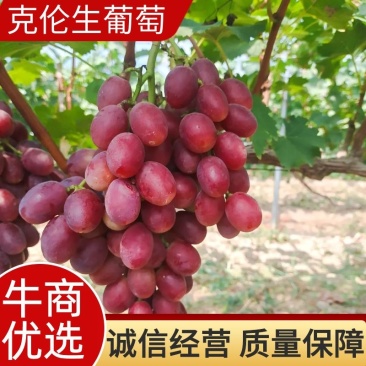 陕西克伦生陕西渭南大荔县克伦生，无籽，全红。