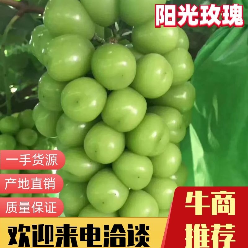 陕西阳光玫瑰产地直发，质量保证。