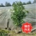 四川天竺桂绿篱，成都天竺桂绿篱，精品天竺桂绿篱