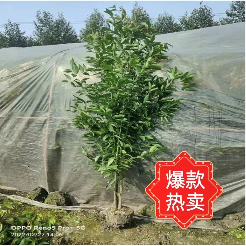 四川天竺桂绿篱，成都天竺桂绿篱，精品天竺桂绿篱