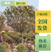 【热卖推荐】成都精选樱花树基地直发质量有保证全国发货