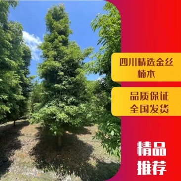 金丝楠木，四川金丝楠木，成都小叶桢楠基地规格3-50公分