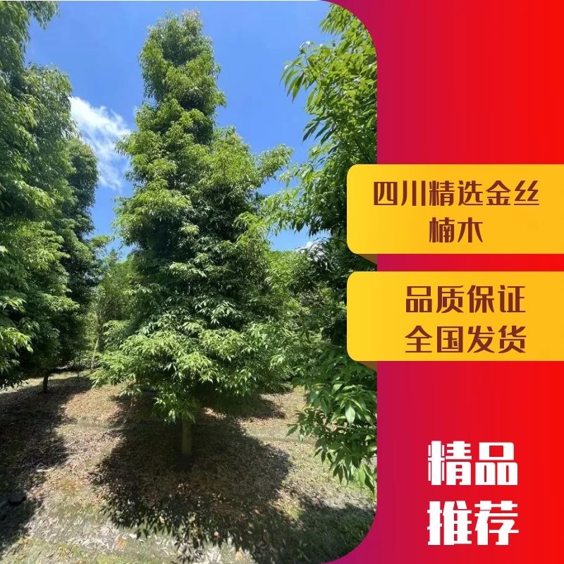 金丝楠木，四川金丝楠木，成都小叶桢楠基地规格3-50公分