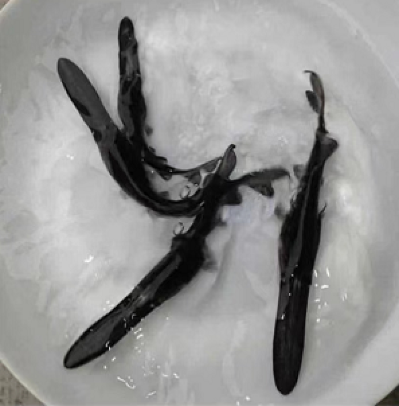 鸭嘴鱼苗，鸭嘴鱼繁殖基地，一手货源视频看货以质论价