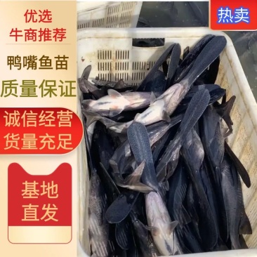 鸭嘴鱼苗，鸭嘴鱼繁殖基地，一手货源视频看货以质论价