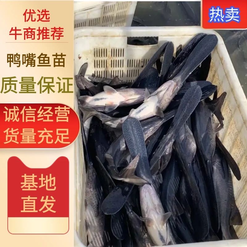 鸭嘴鱼苗，鸭嘴鱼繁殖基地，一手货源视频看货以质论价