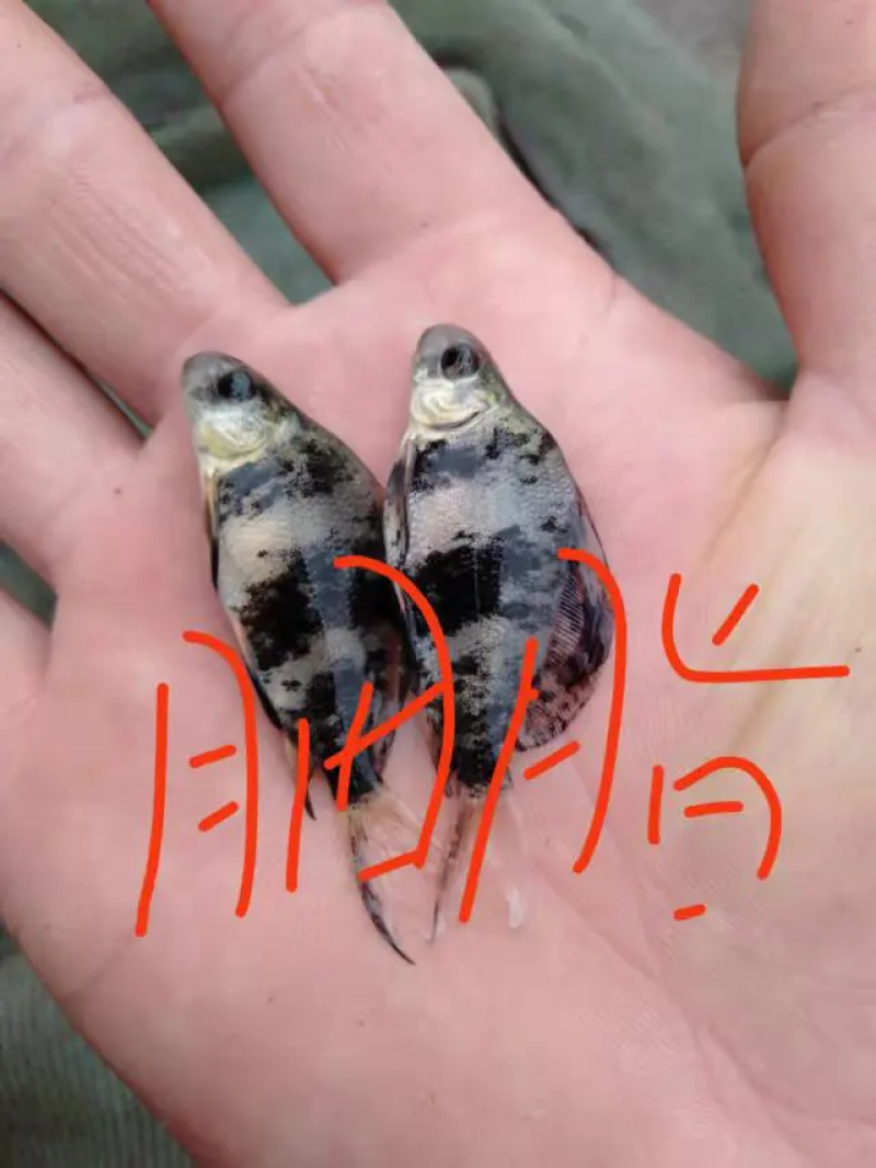 胭脂鱼苗，胭脂鱼基地各种规格都有。一手货源视频看货