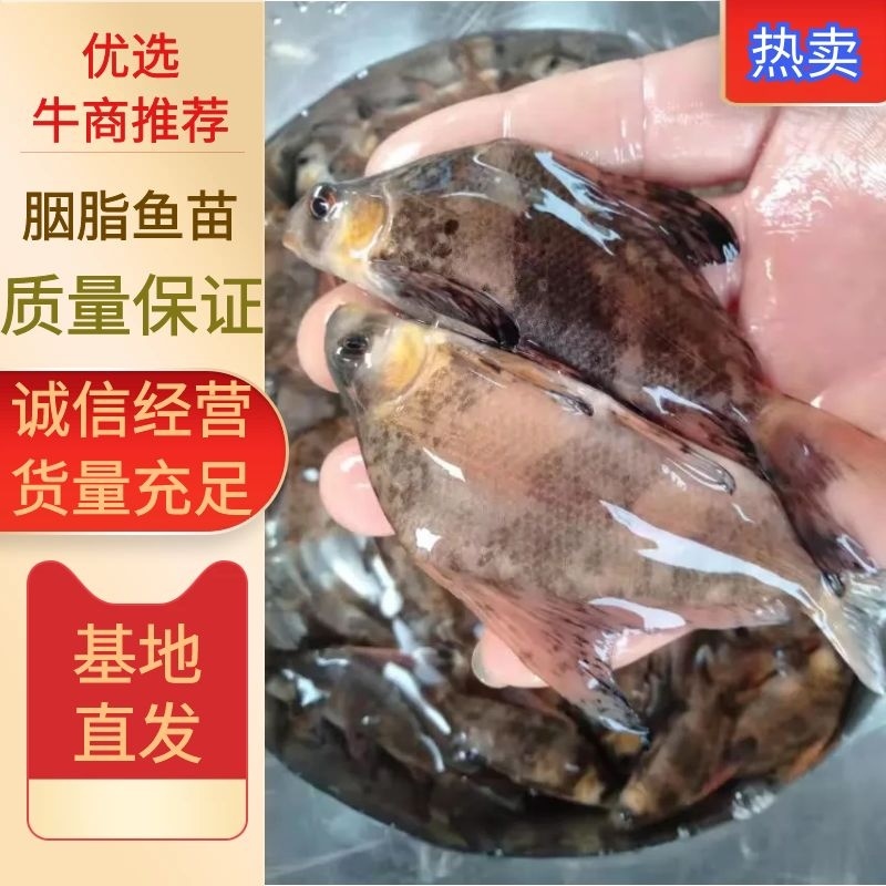 胭脂鱼苗，胭脂鱼基地各种规格都有。一手货源视频看货