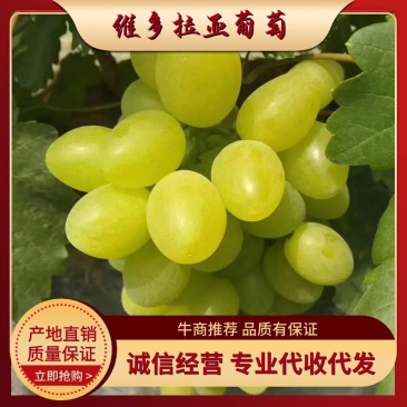 维多利亚葡萄已经成熟，老百姓急的哇哇哭，