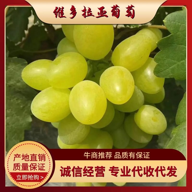 维多利亚葡萄已经成熟，老百姓急的哇哇哭，