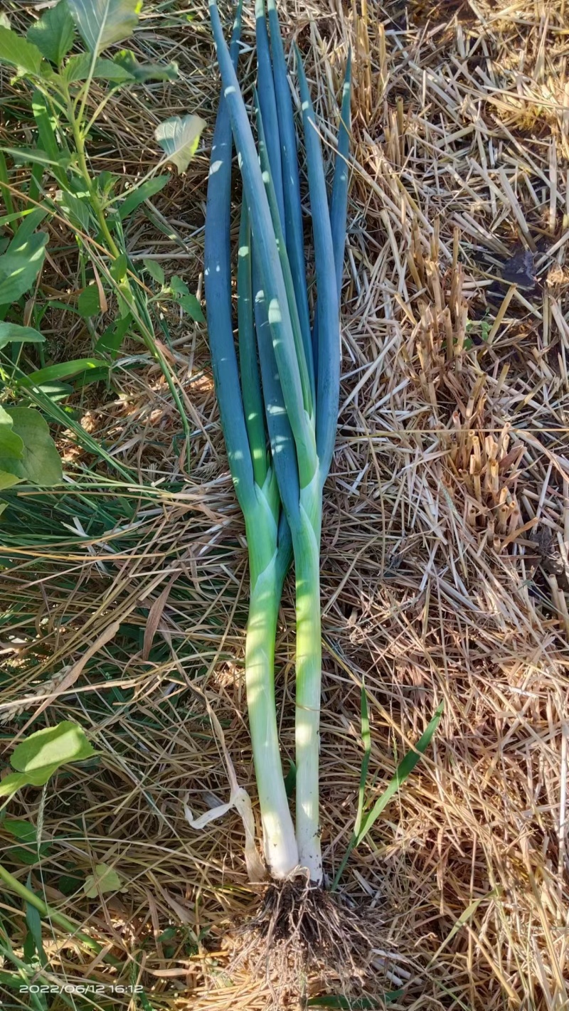 地膜脱水大葱大量上市中，一手货源充足稳定，欢迎选购看货