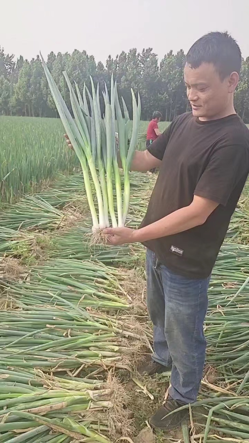 地膜脱水大葱大量上市中，一手货源充足稳定，欢迎选购看货
