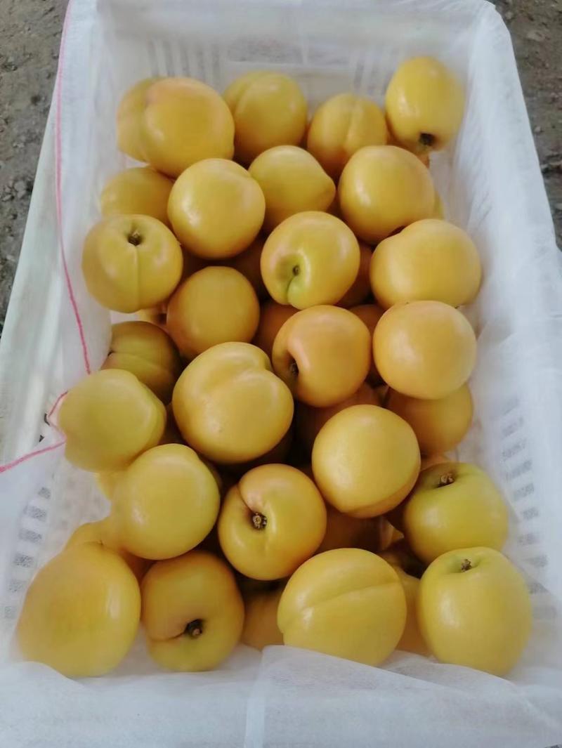 精品油桃，中油4号油桃，一手货源看货论价品质保证