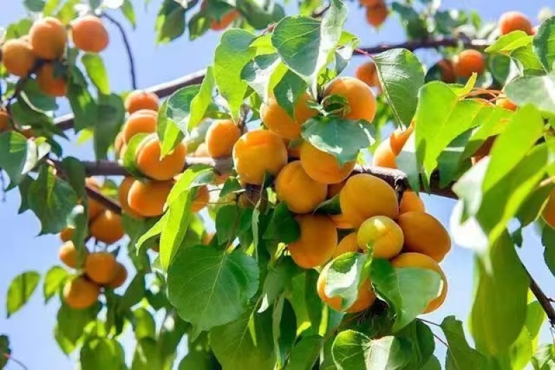 杏大量上市品种多样金太阳丰园红等量大从优视频看货质量保障