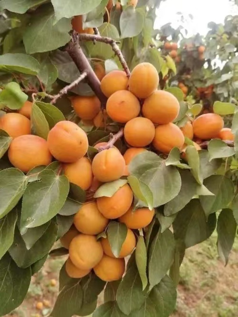 杏大量上市品种多样金太阳丰园红等量大从优视频看货质量保障