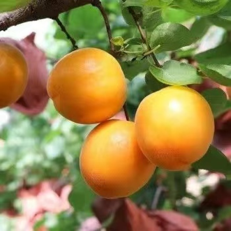 杏大量上市品种多样金太阳丰园红等量大从优视频看货质量保障