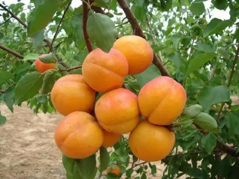 杏大量上市品种多样金太阳丰园红等量大从优视频看货质量保障