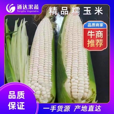 玉米/万糯2000/河北万糯2000玉米//甜糯玉米