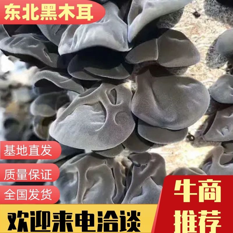 【一件代发】东北黑木耳干净肉厚品质保证直供电商