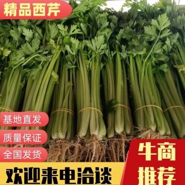 【好货】芹菜怀远精品西芹大量供应品质保证欢迎咨询