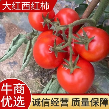 【全国发货】西红柿怀远大红西红柿产地直销可视频看货