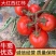 【全国发货】西红柿怀远大红西红柿产地直销可视频看货