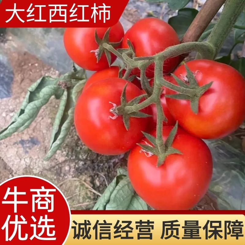 【全国发货】西红柿怀远大红西红柿产地直销可视频看货